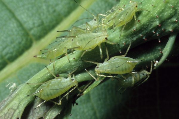 Le puceron vert (ici sur un rosier), la bête noire des betteraviers