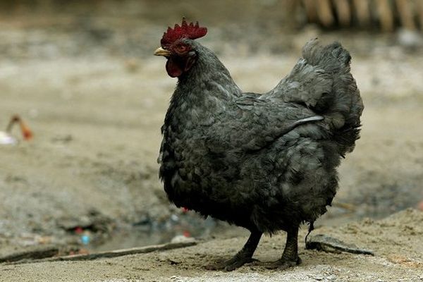 Une seule poule picore jusqu'à 150 kg de déchets organiques par an