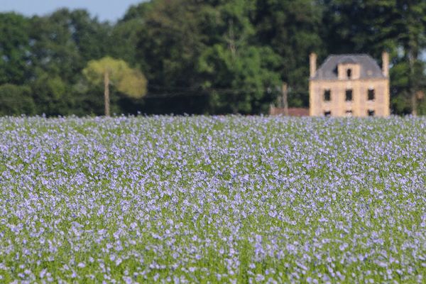 Dans le pays de Caux, les champs de lin seront baignés de soleil, ce mardi.