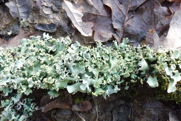 Le lichen est un bon indicateur du niveau de pollution en ville