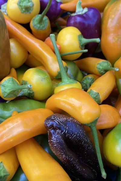 Production de poivrons du maraîcher Pierre Daffis à Augirein en Ariège