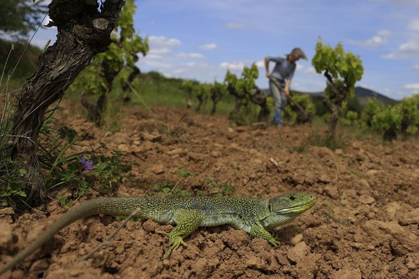 Espèce menacée d'extinction, le lézard ocellé bénéfice de la mobilisation de viticulteurs de Cascastel-des-Corbières, dans l'Aude. Ils réparent petit à petit son habitat : des centaines de murets qui entourent les vignes.