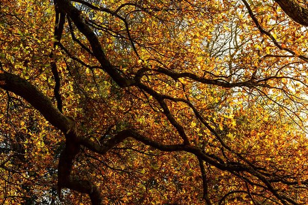 "Sous un chêne en automne"