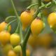 Fruits exotiques cultivés en plein Pays bigouden.