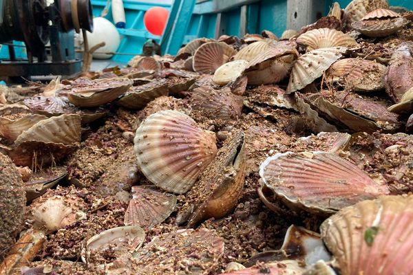 Ouverture pêche à la coquille Saint-Jacques. Une campagne 2022 abondante.