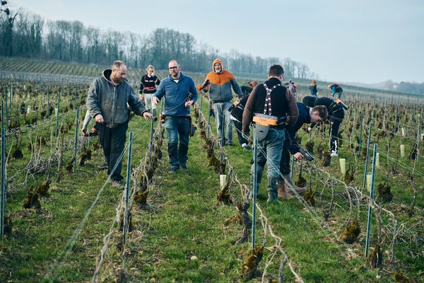 Produire du champagne bio demande davantage de main d'oeuvre