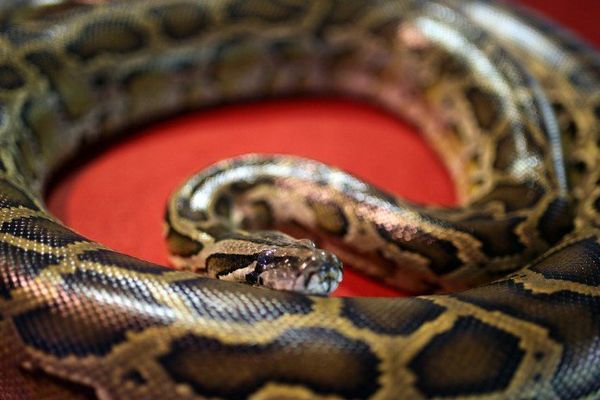 Une automobiliste havraise a retrouvé un python dans le moteur de sa voiture.