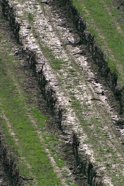 Valflaunès (Hérault) - les vignes humides après l'épisode méditerranéen - mars 2024.