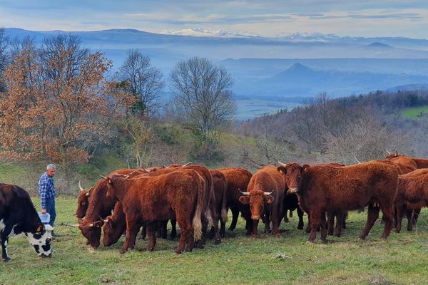 Pour Eric Dumas, éleveur à Esteil, dans le Puy-de-Dôme, la sécheresse a eu de lourdes conséquences sur son exploitation.