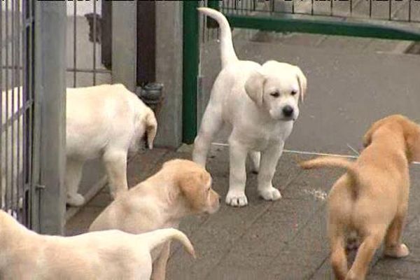 Le centre d'élevage de chiens guides d'aveugles de Lezoux (63) donne naissance chaque année à 250 chiots. 