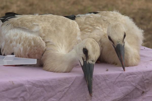 Les deux petits cigogneaux ont été bagués, ce mercredi 6 juin, pour pouvoir suivre leur évolution, dans les prochaines années.