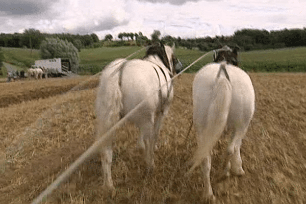 Hommage à la technique et à l'animal.