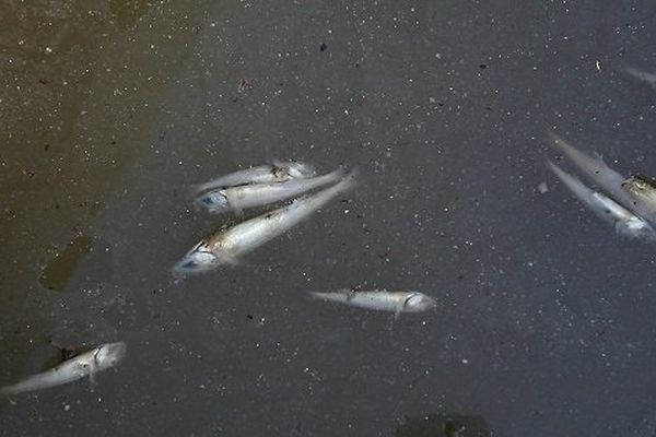 Des centaines de poissons morts ont été repérées depuis jeudi. 