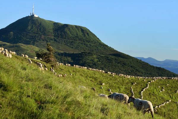 De nombreux troupeaux d'ovidés se baladent et paissent dans le parc des volcans d'Auvergne, là où se promènent touristes et locaux.