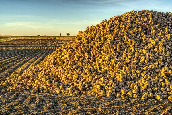 La collecte de la betterave à sucre (image d'illustration)