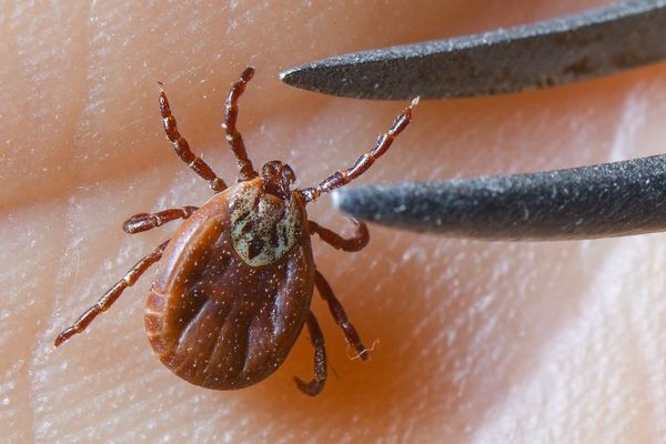 La tique peut transmettre la maladie de Lyme. Cette dernière peut prendre des tournures extrêmement graves entraînant des complications neurologiques