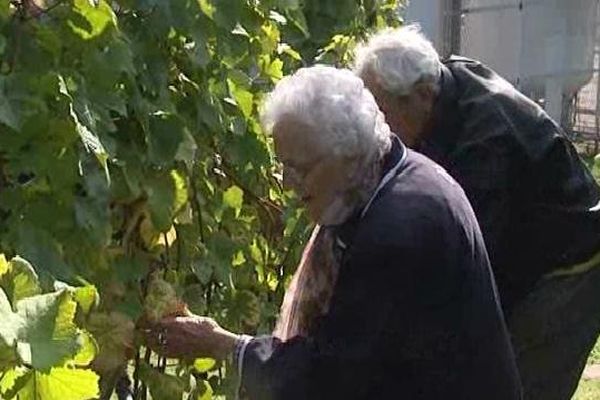 Jour de vendanges à la Robertsau