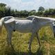 L'association Stéphane Lamart a reçu un signalement, le 26 juin 2024, concernant un cheval abandonné sur la commune de Val d’Arry (Calvados).