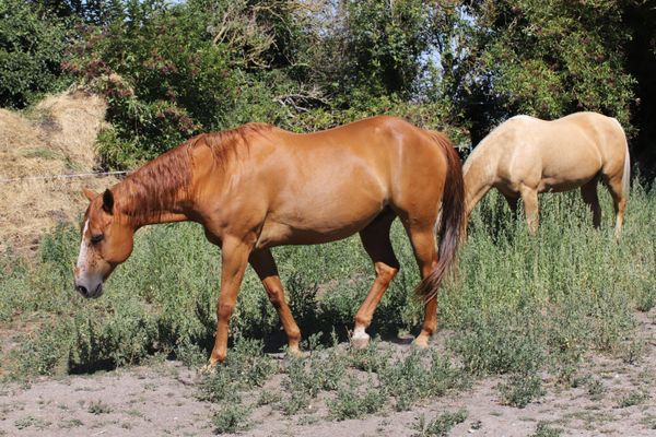 Les propriétaires de chevaux en pâture tentent de s'organiser pour la surveillance mais la gendarmerie rappelle de composer le 17 avant d'intervenir