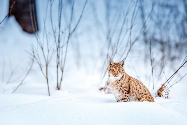 Le lynx a failli disparaître d'Europe. C'est une espèce protégée.