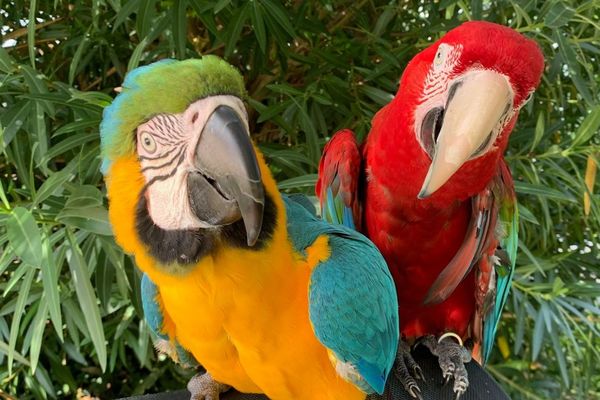 Luna et Bandit, des perroquets formés au vol libre et qui partent en balade en fin de journée. De quoi intriguer certaines personnes qui les aperçoivent dans les Hautes-Pyrénées.