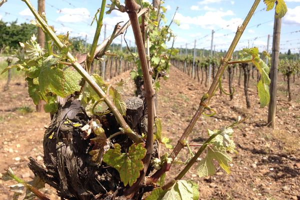 Vignes abimées par la grêle à Sigolsheim