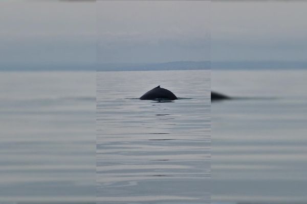 La baleine observée le dimanche 10 mars depuis la vedette de la brigade nautique de Ouistreham