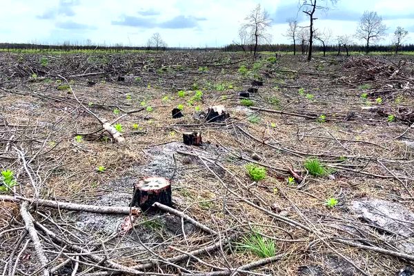 Désolation d'une parcelle de pins de 2700 hectares entre Belin-Beliet et Saint-Magne, dans le sud Gironde, entièrement détruite par les flammes lors de l'incendie de Landiras 2 en août 2022.