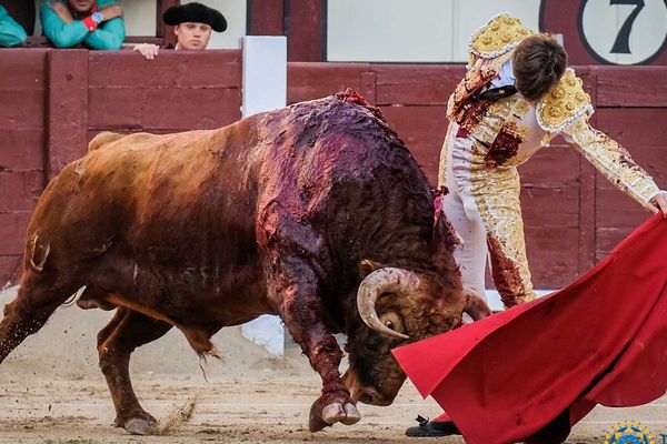 Samedi 25 mai 2019, Madrid, toro de Pedraza de Yeltes. La naturelle selon Juan Leal.