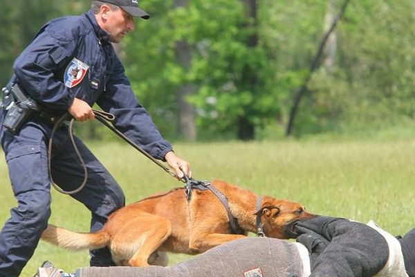 Chien policier à l'entraînement.