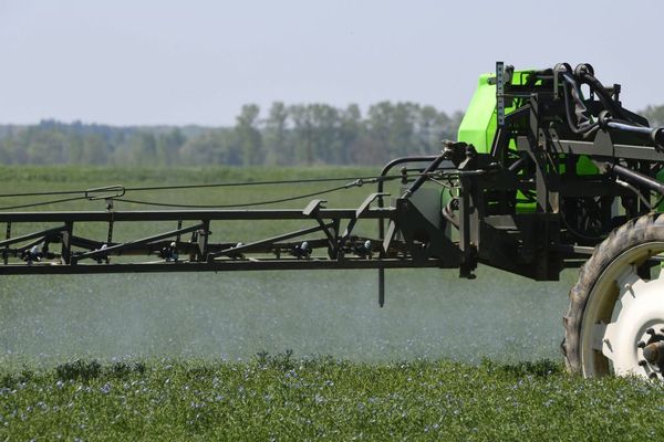 Pulvérisation de pesticides dans un champ de lin en France 