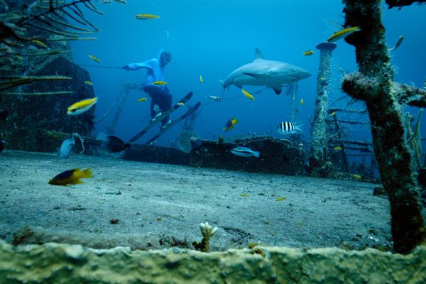 A plus de 25 mètres de profondeur, le skieur savoyard Kevin Rolland glisse au milieu des requins.