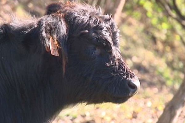 Une des Galloways de José et Didier Jond