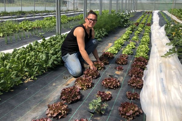 Pour Emilie Lemmer, les premières récoltes ont commencé il y a deux semaines.