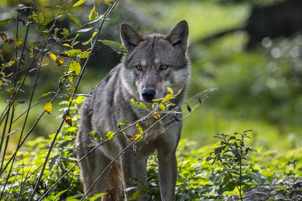 Cinq associations de protection animale se félicitent d'avoir fait annuler une battue au loup en Aveyron.