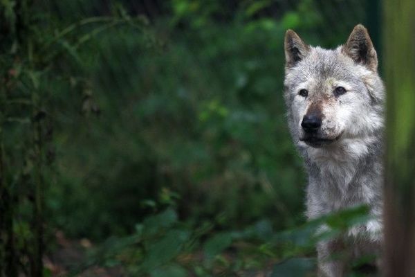 "Le secrets des loups" la nouveauté du Parc des légendes le sentier des Daims