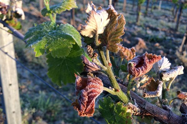 Le gel fragilise la feuille de vigne