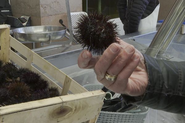 En Corse, la pêche aux oursins est ouverte. Cette année, cette dernière n'est autorisée que sur une période de deux mois, jusqu'au 15 avril.