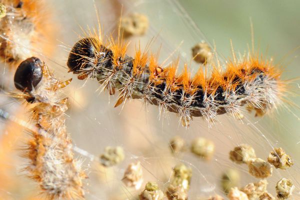 Au fil du temps, les chenilles processionnaires se sont acclimatées à l’Auvergne. 