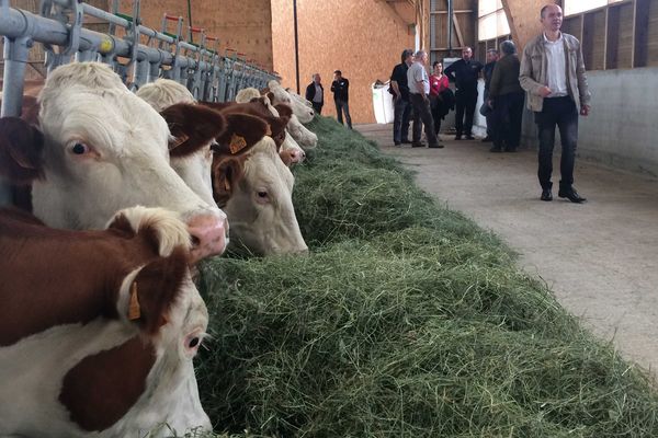 Dans cette exploitation les vaches sont principalement nourries au foin.