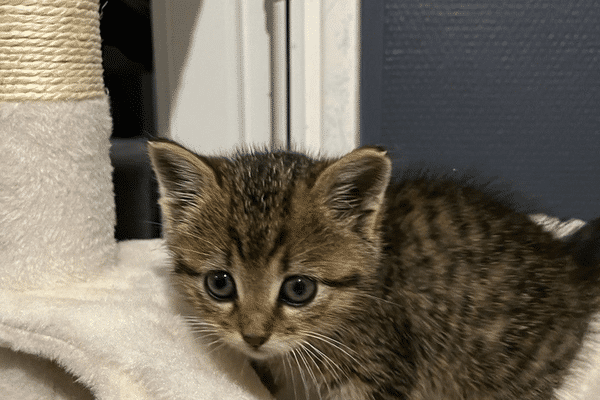 Ce chaton a passé huit heures dans les égouts de Honfleur, avant d'être sauvé par la mobilisation de pompiers, d'élus et d'habitants.