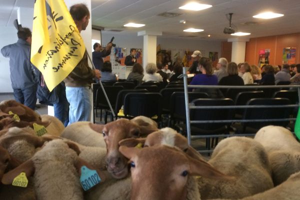 Les éleveurs de moutons bio montent au créneau à la chambre d'agriculture de Carcassonne.