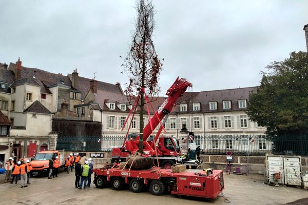 Le chêne rouge arrive, mercredi 13 décembre, dans la cour de la mairie d'Auxerre.