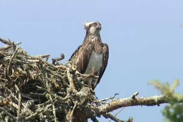 Balbuzard pêcheur à Ouzouer-sur-Loire (Loiret) 