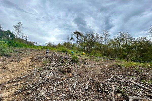 Au mois de mai dernier, sur la commune de Fabas (09), huit propriétaires ont été victimes de vol d’arbres sur leurs parcelles par un exploitant forestier. Plus de 2000 arbres ont été coupés. Ils songent à saisir la justice.