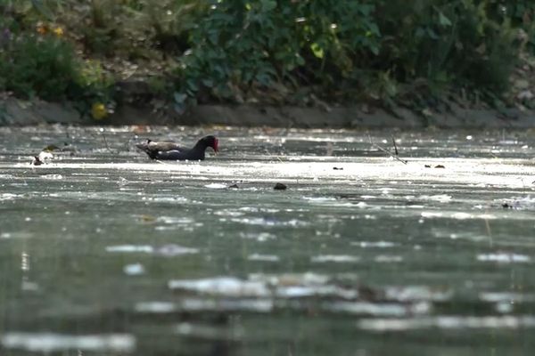 Une habitante assure avoir vu six cadavres de volatiles sur le lac de Saint-Mandé en une semaine