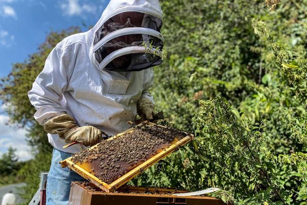 Les abeilles menacées par la sécheresse : une année noire pour les apiculteurs