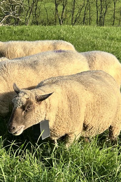 Ces moutons portent un collier bien particulier : il s'agit d'une clôture virtuelle. Chaque mouton qui sort d'un périmètre donné reçoit, en toute sécurité, une petite décharge électrique. Cela évite la pose de clôtures barbelées.