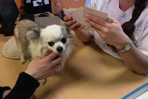 Depuis trois ans, Massaï donne le sourire aux patients de l’hôpital de Dreux (Eure-et-Loir).