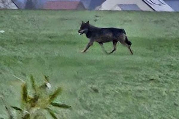 Le loup a été aperçu à plusieurs reprises dans le Loiret depuis le 15 décembre.